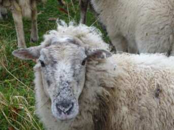 Mouton furieux.