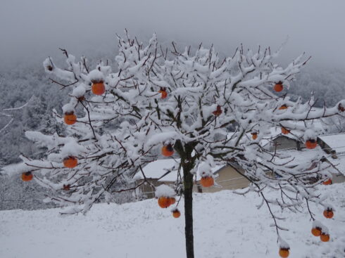 Arbre chargé de fruits sous la neige.