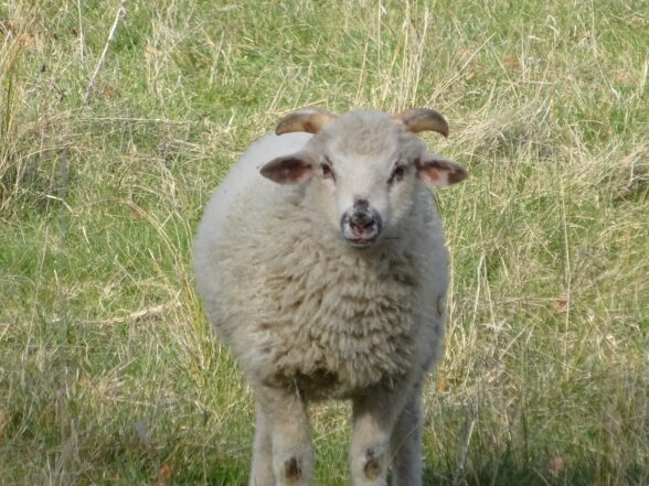 Mouton cornu au milieu d'un champ.
