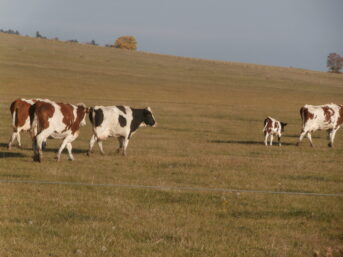 Vaches dans un pré.