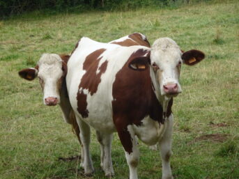 Vaches qui regardent.