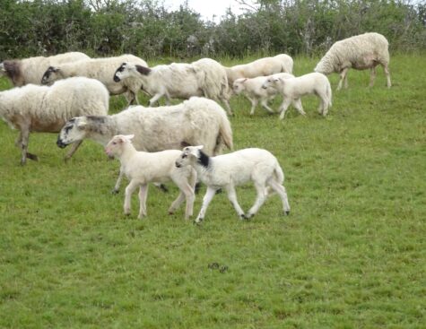 Troupeau de moutons.