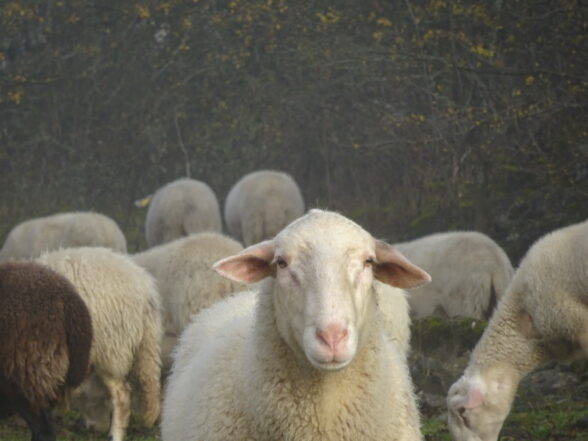 Mouton innocent.
