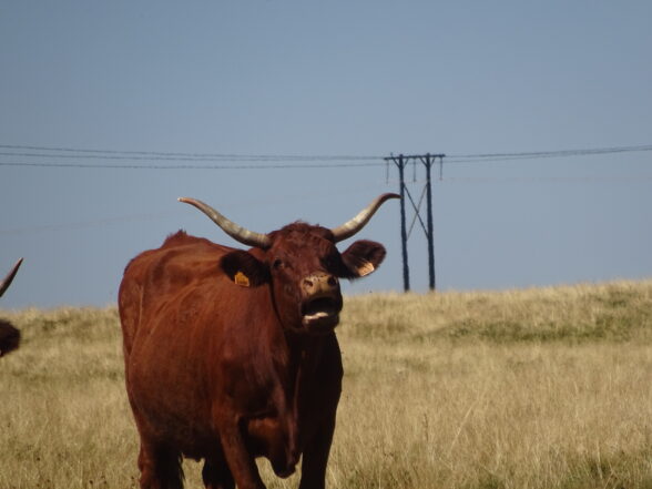 Taureau solitaire.