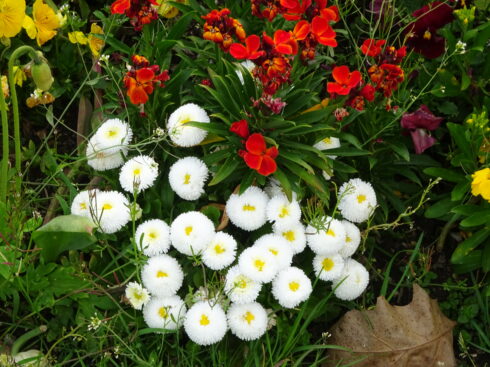 Fleurs blanches et rouges.