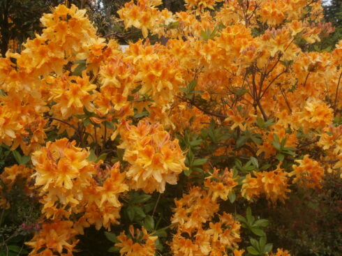 Fleurs oranges.