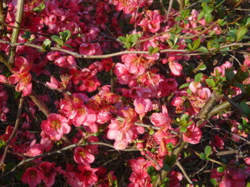 Fleurs rouges.