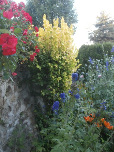Fleurs de printemps.