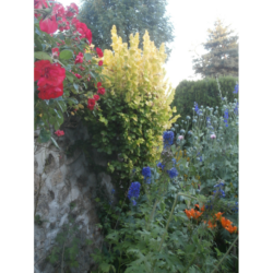VII – Dites-le avec des fleurs et sous la belle verrière