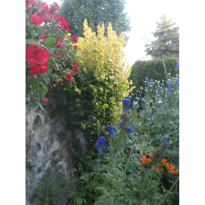 Fleurs printanières.