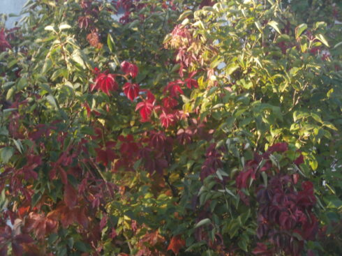 Fleurs sauvages.