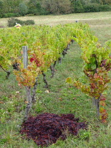 Vignes.