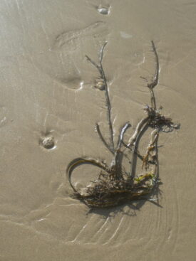 plante sur sable