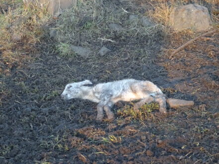 Animal mort.