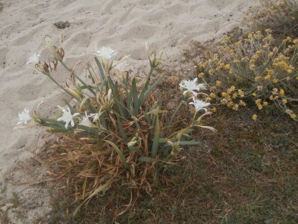 Fleurs de dune.