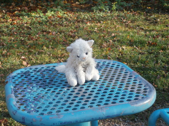 Chaton en peluche sur table de jardin.