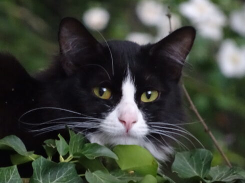 Chat noir et blanc.