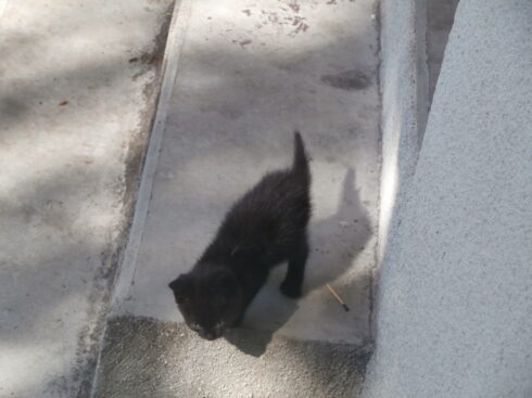 Chaton noir sur banc.