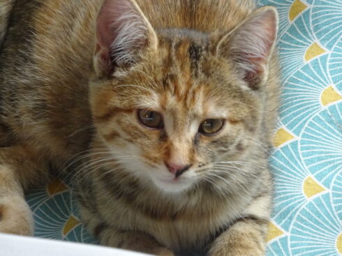 Chaton roux tigré.