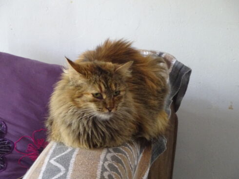 Chat brun sur sofa.