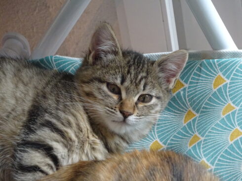 Chat tigré couché.