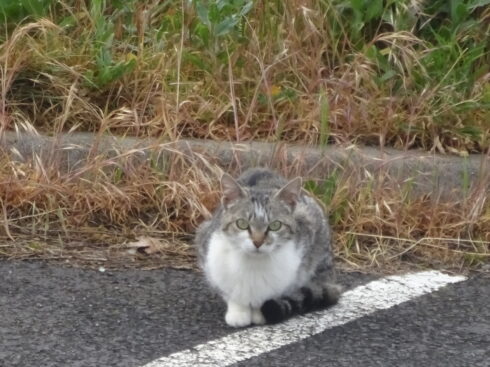 Chat gris et blanc.