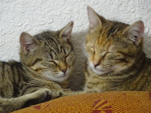 Deux chats heureux.