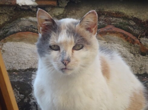 Chat au regard mécontent.