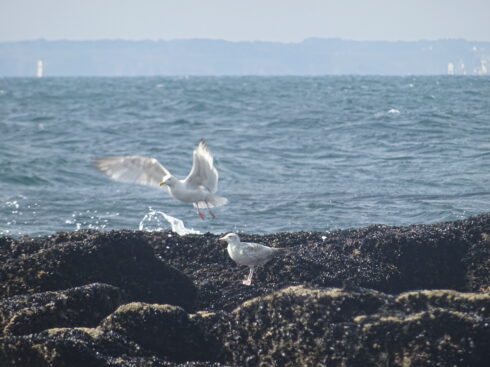 Plage couverte d'algues mer oiseau.