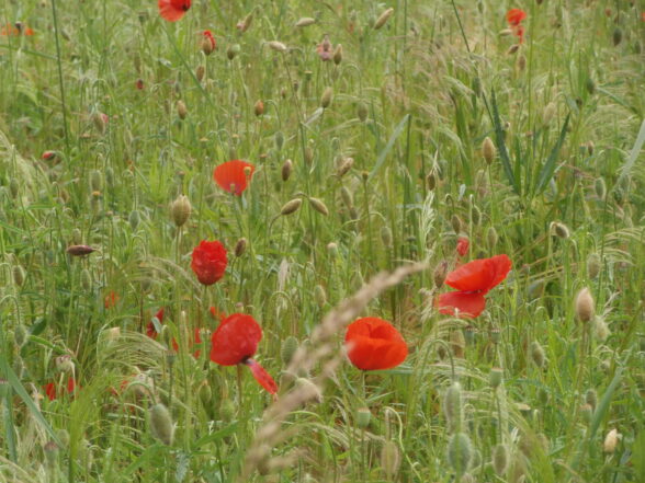 Fleurs rouges dans champ.