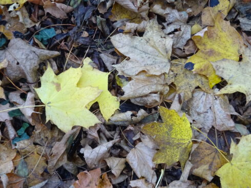 Feuilles mortes.