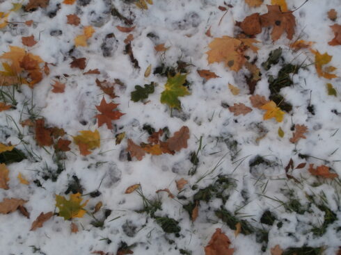 Neige sur feuilles mortes.