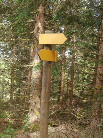 Les Indociles panneaux vierges dans forêt